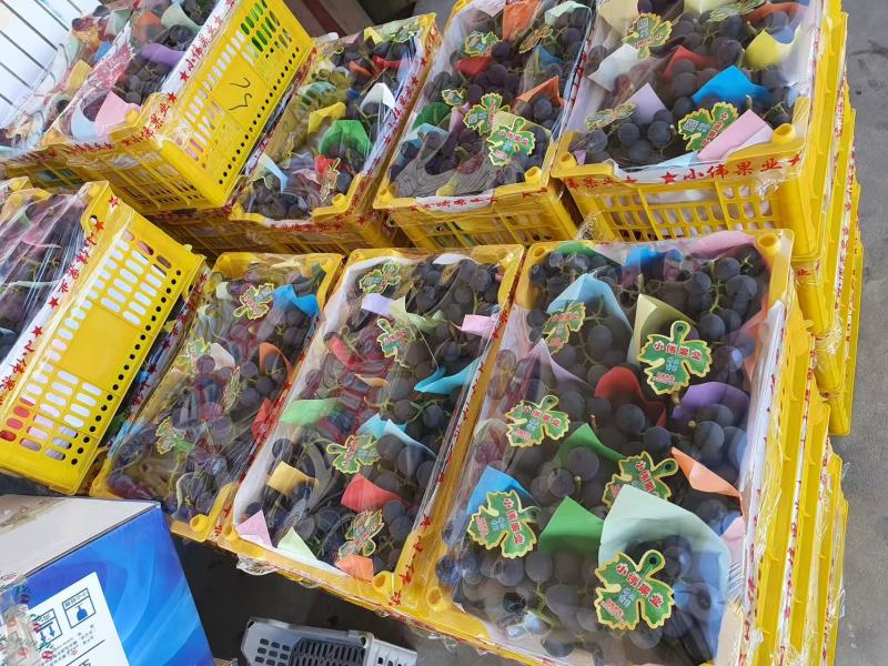 巨峰葡萄鲜甜巨峰颗颗饱满紫黑圆润自然成熟
