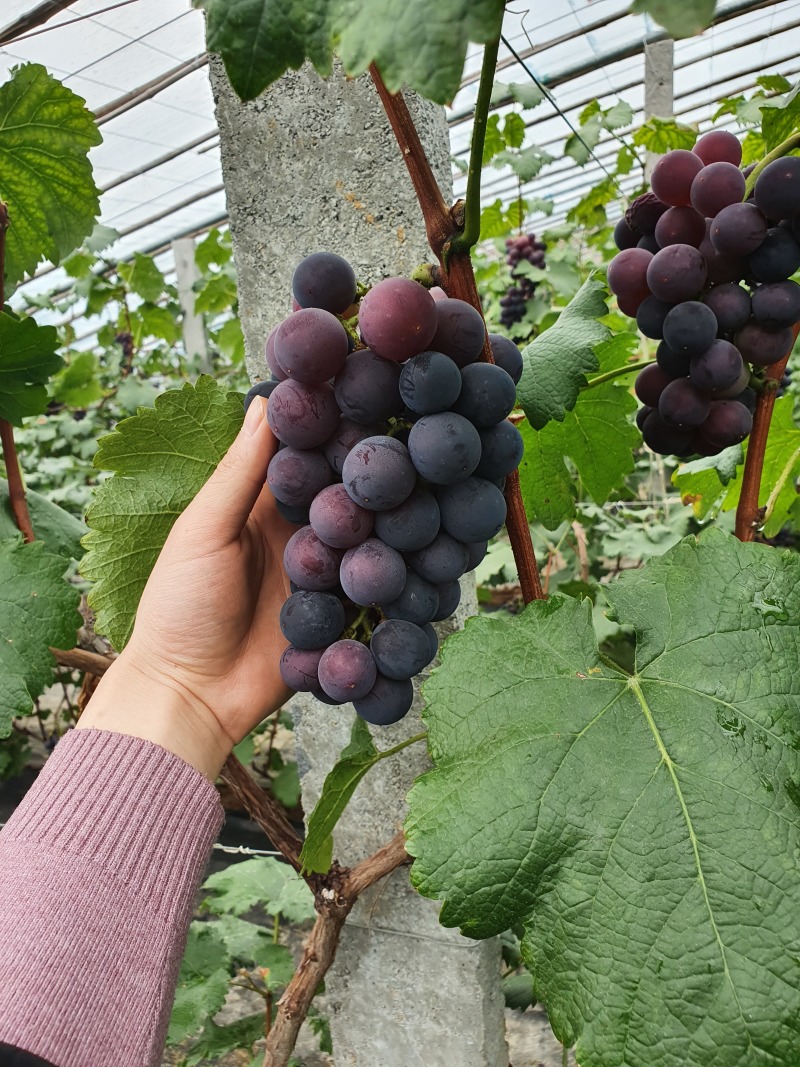 巨峰葡萄鲜甜巨峰颗颗饱满紫黑圆润自然成熟