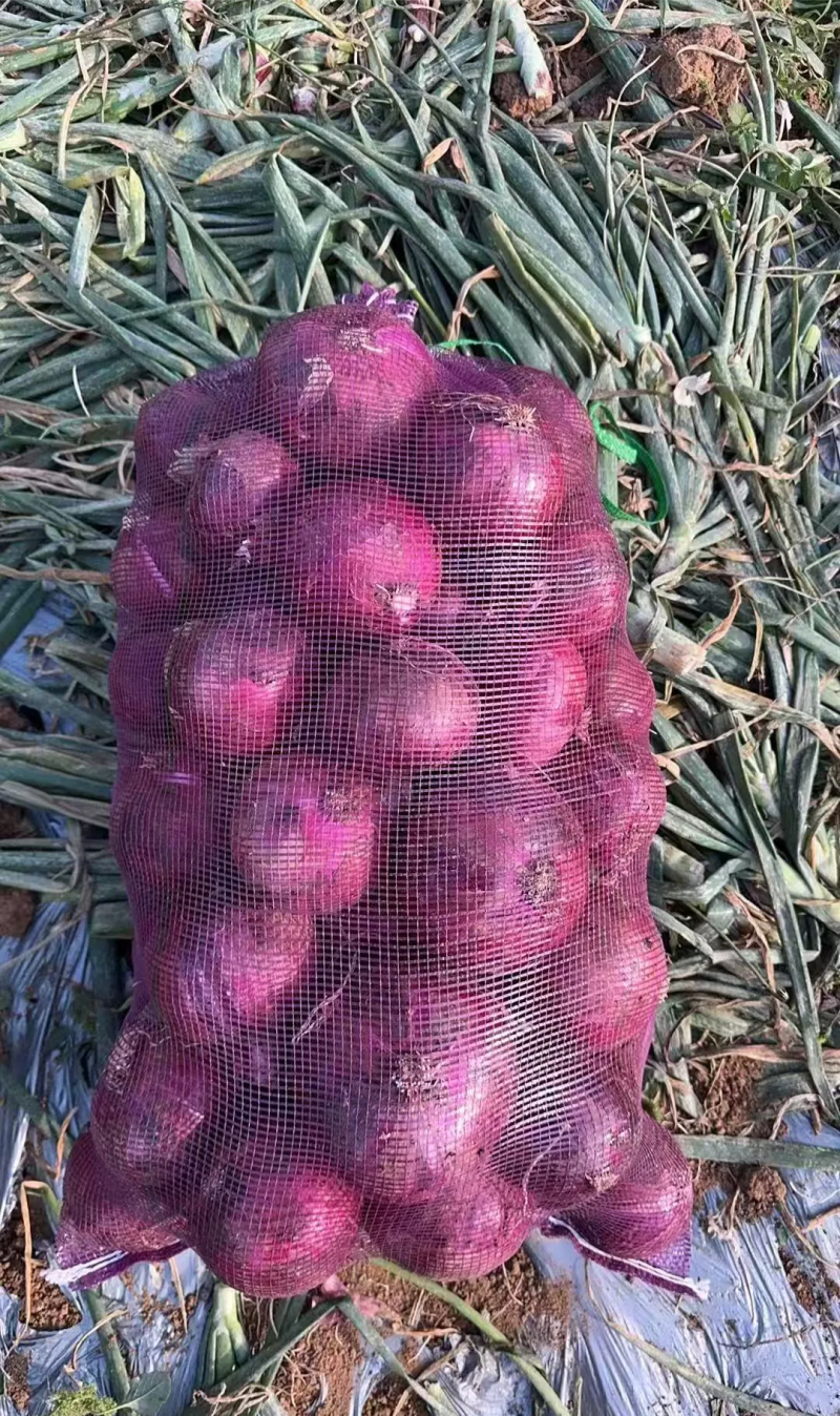 蔬菜代办。包品质，包上车。上车价多少给您报多少
