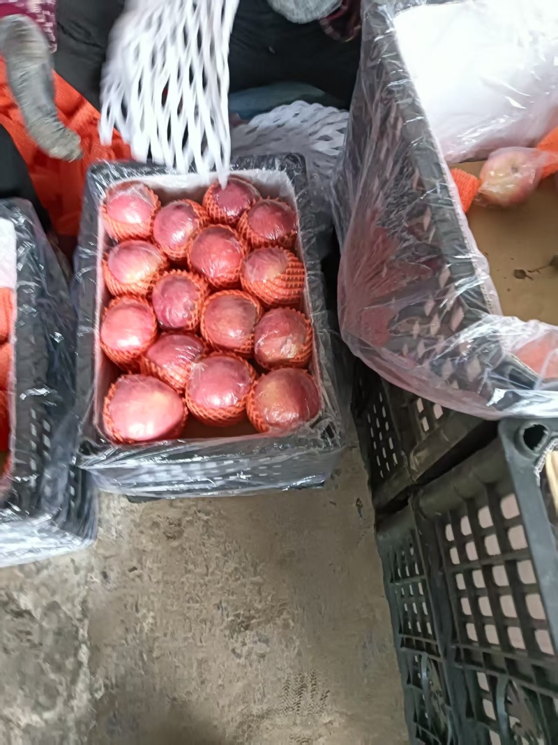 黄土高坡红富士苹果
