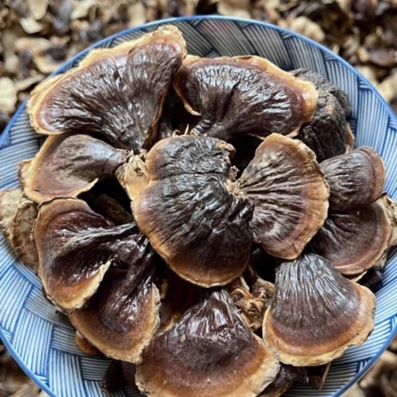 西藏金边灵芝整朵灵芝紫灵芝赤灵芝泡水新品