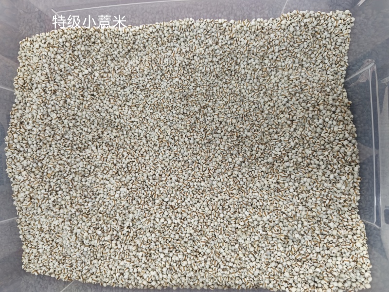 薏米贵州大薏米小薏米批发量大价格优势