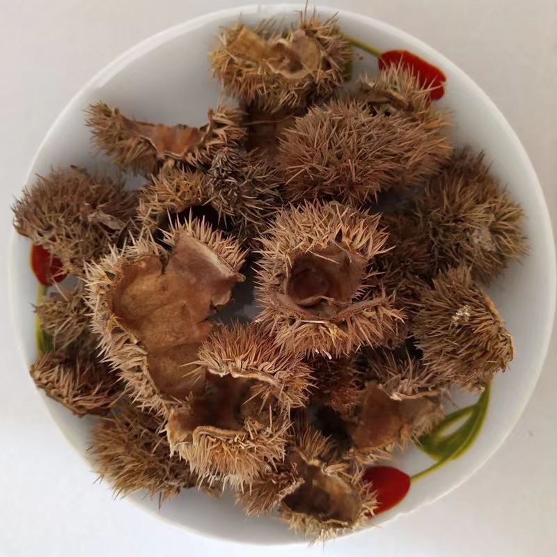 板栗壳中药材板栗刺壳球栗刺壳风栗壳刺粟子刺壳晒干栗子刺
