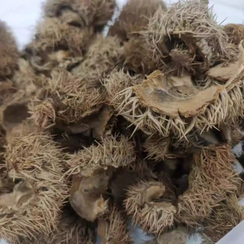 板栗壳中药材板栗刺壳球栗刺壳风栗壳刺粟子刺壳晒干栗子刺