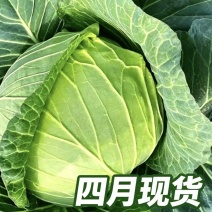 保定产中甘甘蓝4月大量供货20年蔬菜代办圆包菜批发
