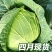 保定产中甘甘蓝4月大量供货20年蔬菜代办圆包菜批发