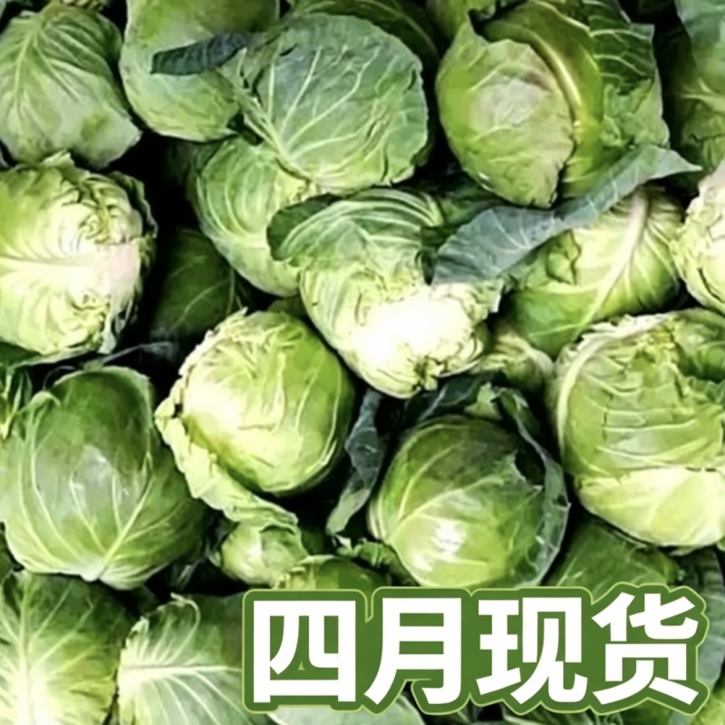 保定产中甘甘蓝4月大量供货20年蔬菜代办圆包菜批发