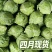 保定产中甘甘蓝4月大量供货20年蔬菜代办圆包菜批发