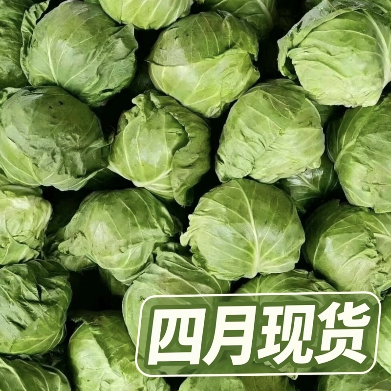 保定产中甘甘蓝4月大量供货20年蔬菜代办圆包菜批发