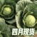 保定产中甘甘蓝4月大量供货20年蔬菜代办圆包菜批发