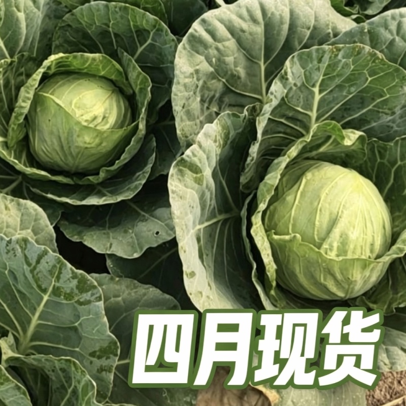 保定产中甘甘蓝4月大量供货20年蔬菜代办圆包菜批发