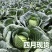 保定产中甘甘蓝4月大量供货20年蔬菜代办圆包菜批发