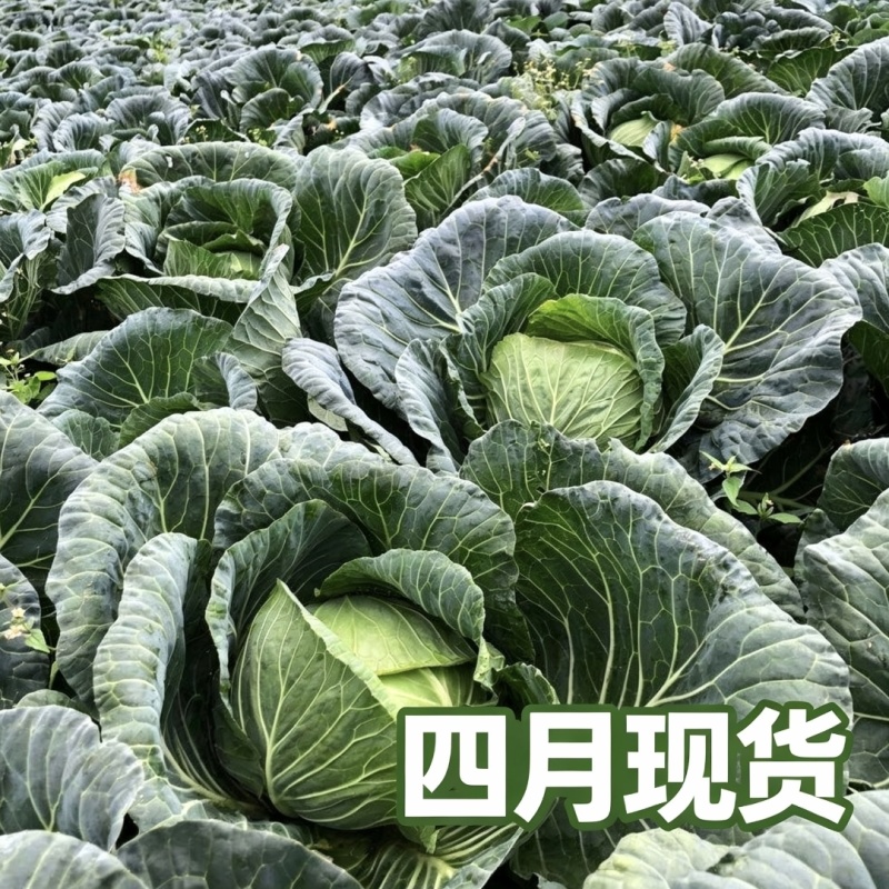 保定产中甘甘蓝4月大量供货20年蔬菜代办圆包菜批发