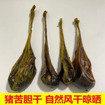 猪苦胆干中药材自然晾晒猪胆整个猪胆干猪苦胆干牛胆干