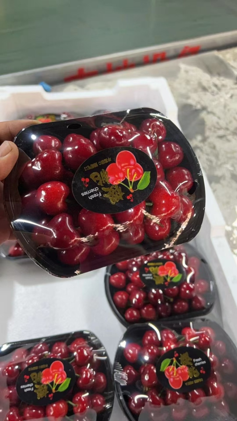 大樱桃美早红灯先锋黄蜜原产地供应代收