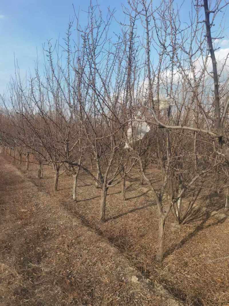 杏树200颗，李子树700颗需要联系我