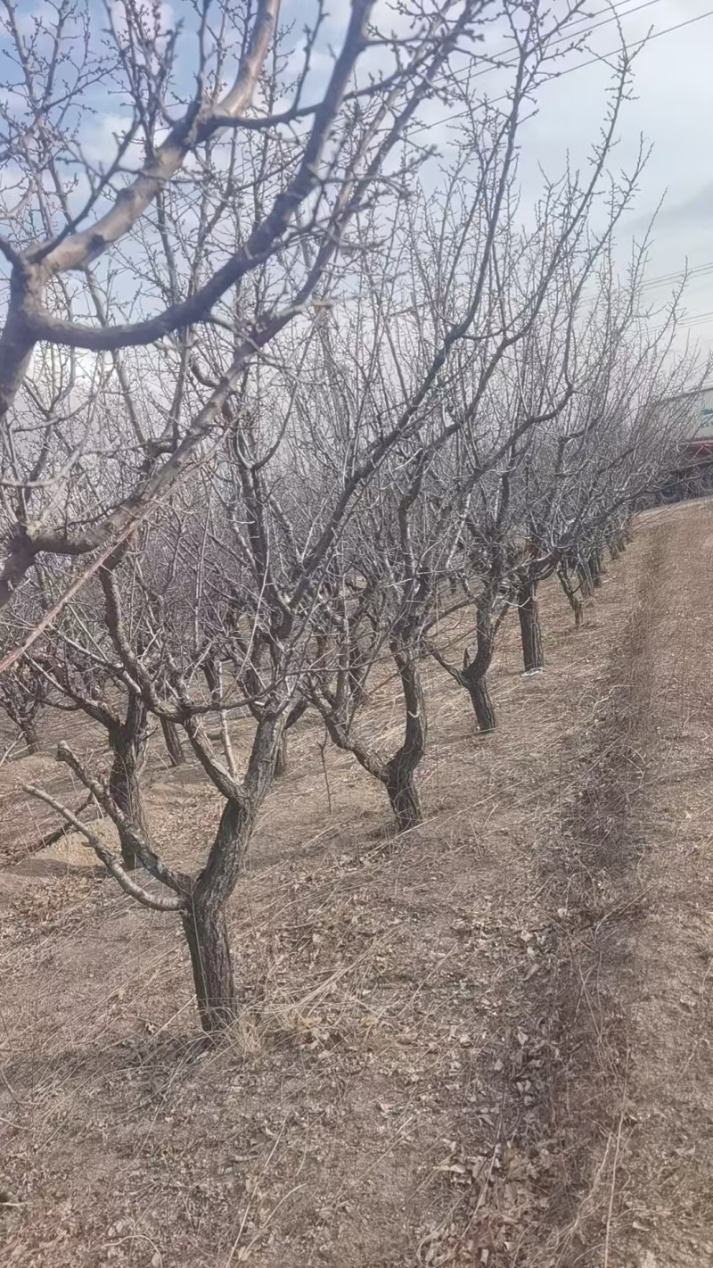 杏树200颗，李子树700颗需要联系我