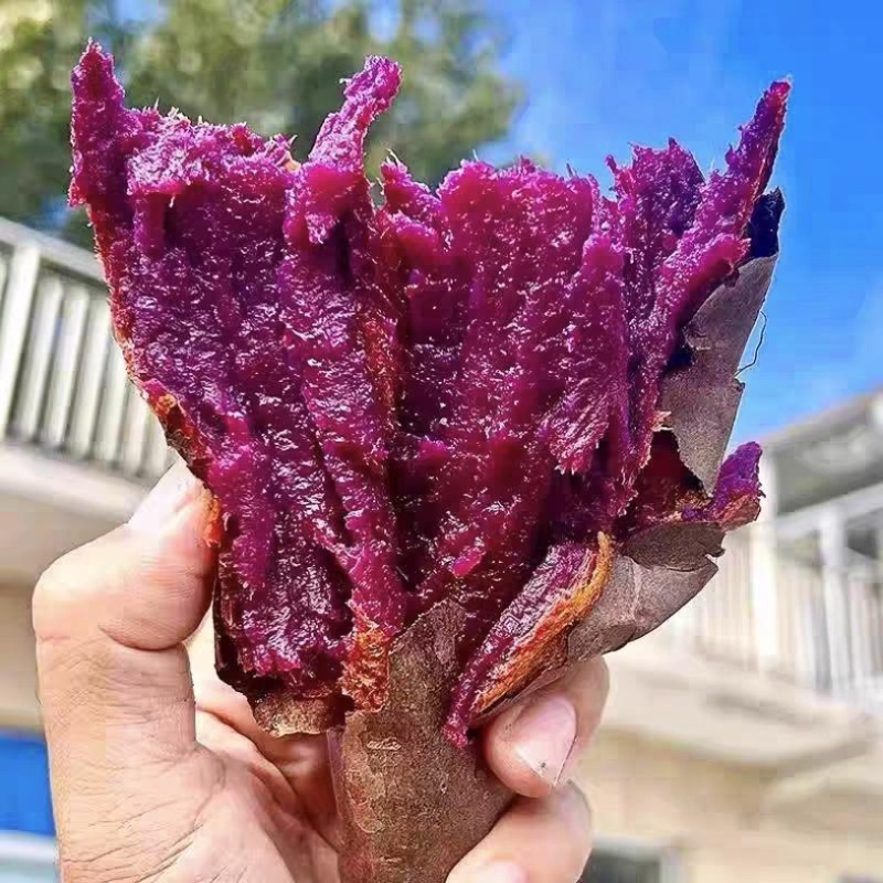 云南高山榴莲蜜薯，紫薯黑美人，