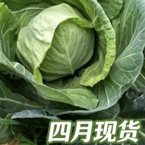 河北保定卷心菜现摘现发精品甘蓝4月上市产地代发