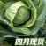 河北保定卷心菜现摘现发精品甘蓝4月上市产地代发
