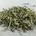 大别山透骨草中药材正品珍珠透骨草新鲜晒干透骨草