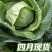 河北保定卷心菜现摘现发精品甘蓝4月上市产地代发
