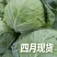河北保定卷心菜现摘现发精品甘蓝4月上市产地代发