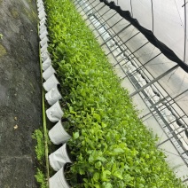 茉莉花盆栽/带花包/基地直销