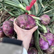 上市紫洋葱，红洋葱都有量大、有需要联系、常年供应