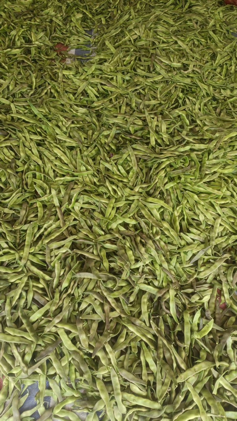 精品油豆，大量上市，价格美丽，口感丰富，营养健康