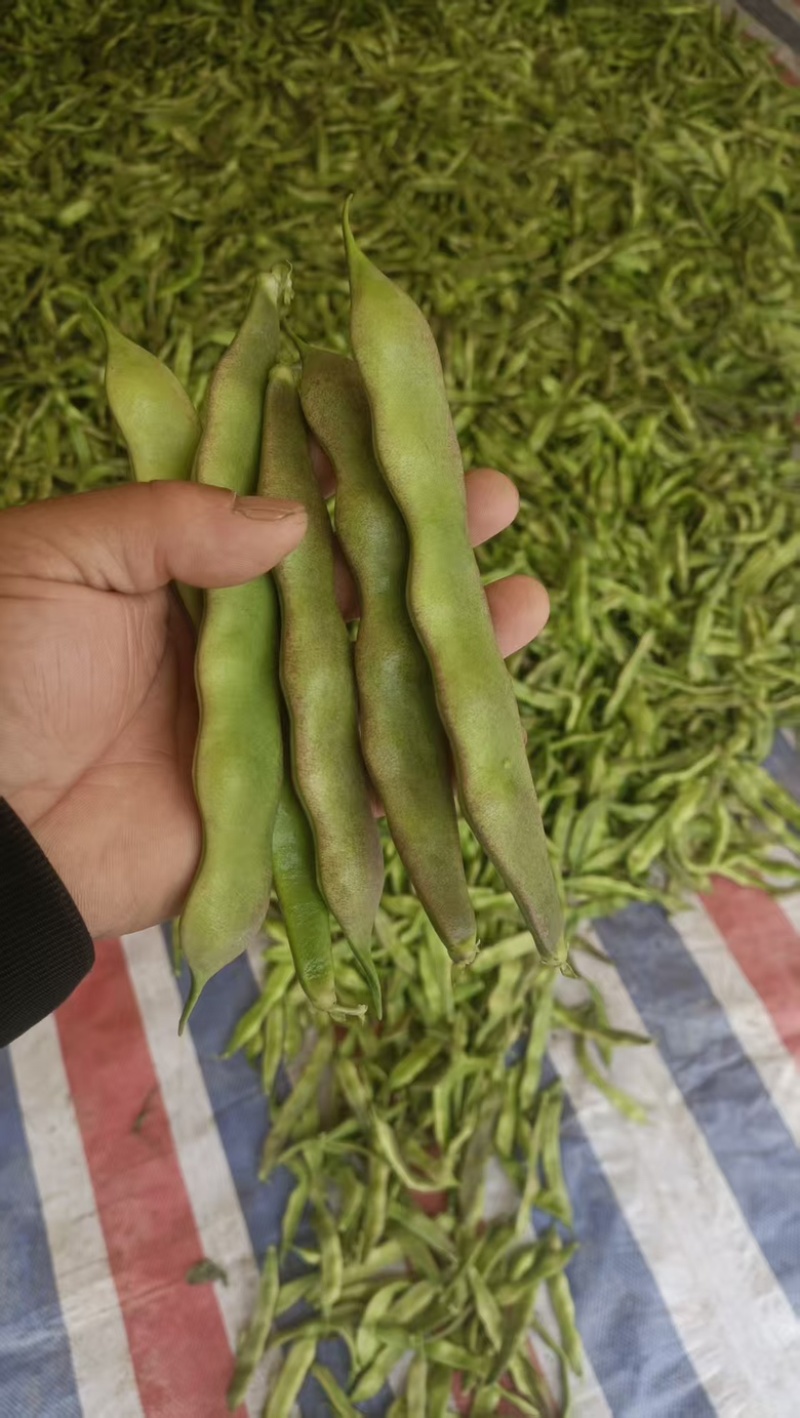 精品油豆，大量上市，价格美丽，口感丰富，营养健康