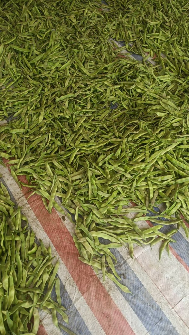 精品油豆，大量上市，价格美丽，口感丰富，营养健康