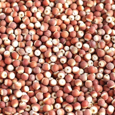 芡实新货芡实米鸡头米肇庆芡实新鲜茨实欠实米