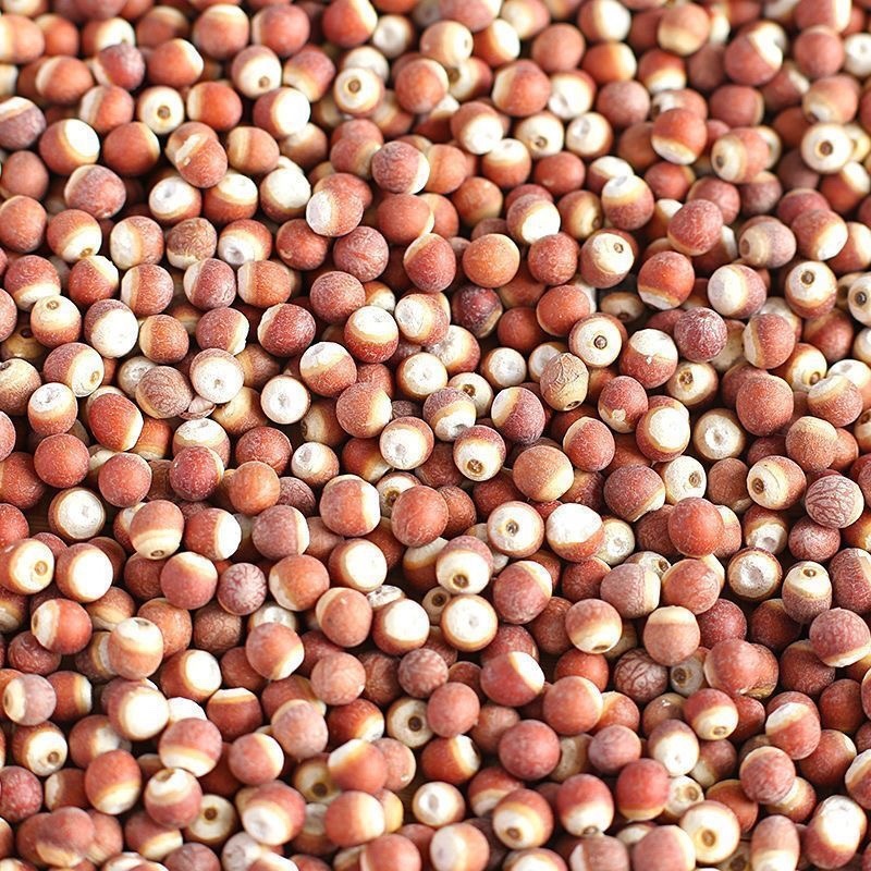 芡实新货芡实米鸡头米肇庆芡实新鲜茨实欠实米
