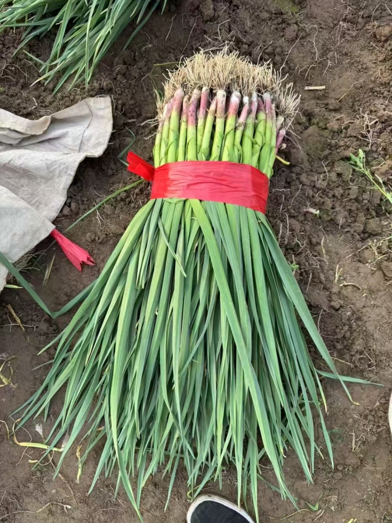 一点红蒜苗红根蒜苗大量供应品质优新鲜现发全国发货可供应