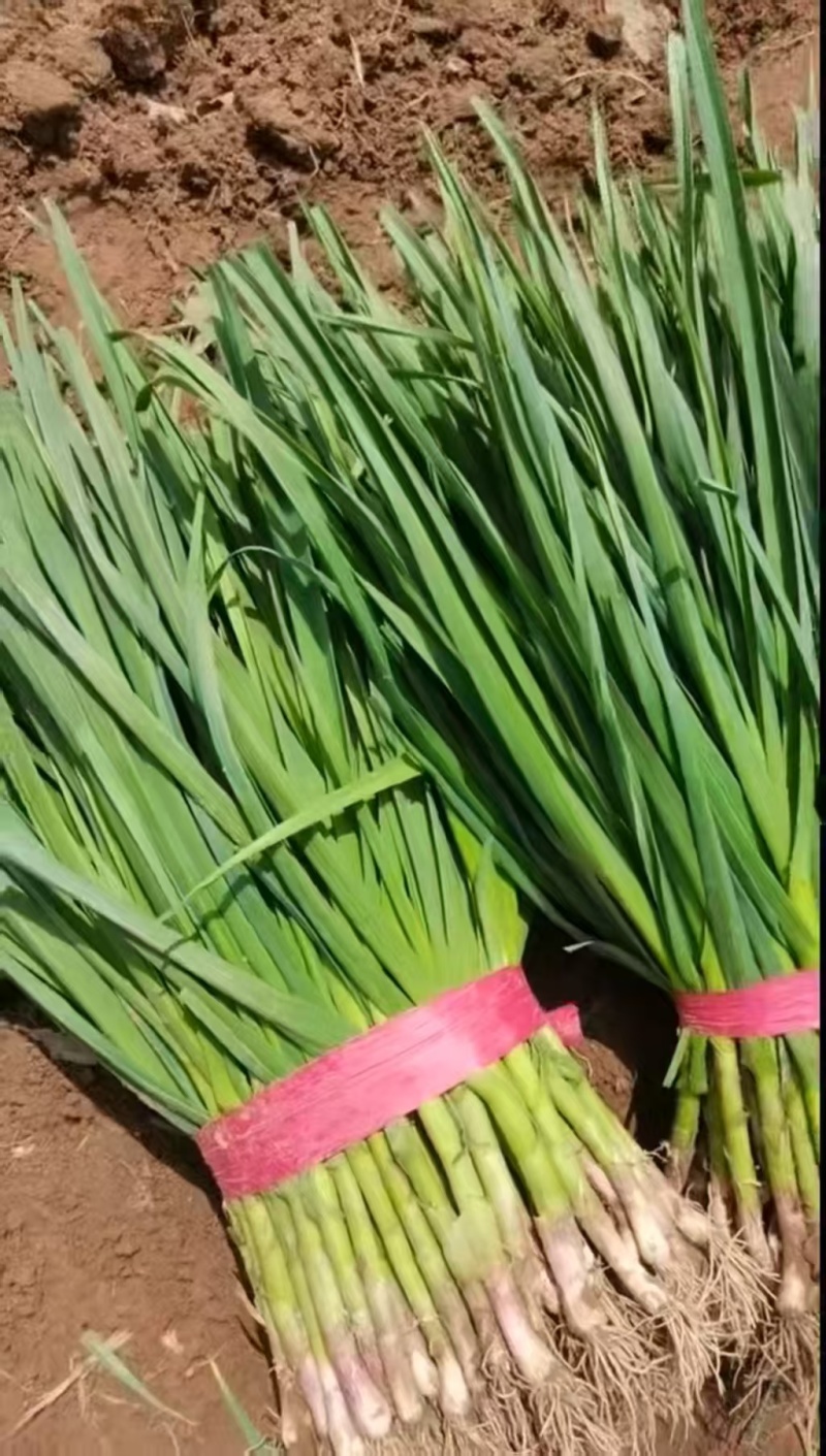 一点红蒜苗红根蒜苗大量供应品质优新鲜现发全国发货可供应