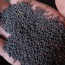油菜籽