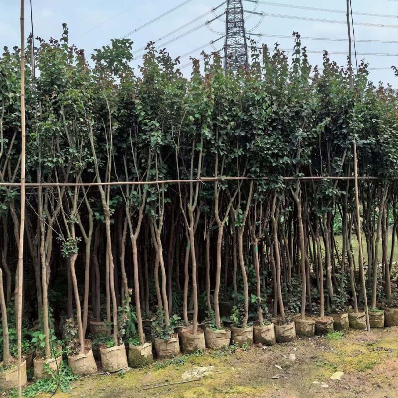 小叶紫薇3-8公分出售