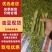 精品油豆，大量上市，价格美丽，口感丰富，营养健康