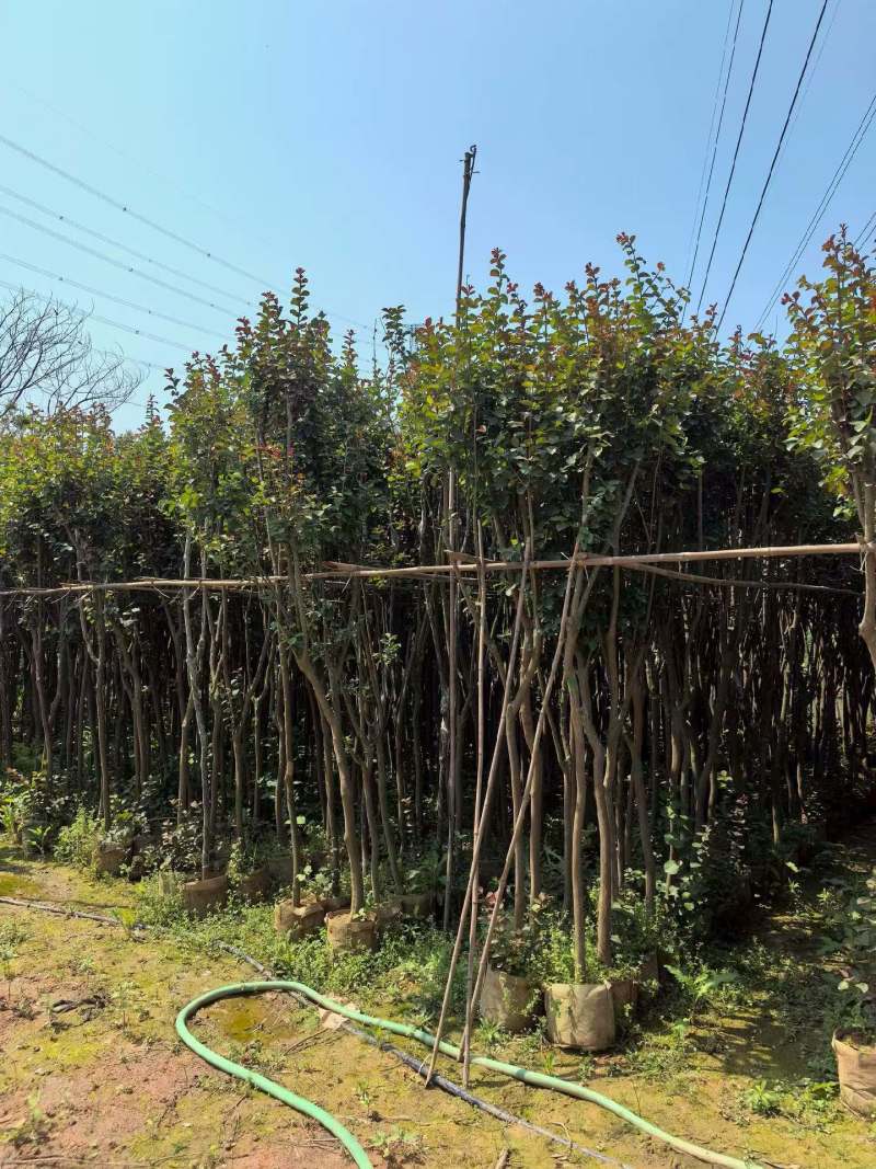 小叶紫薇3-8公分出售