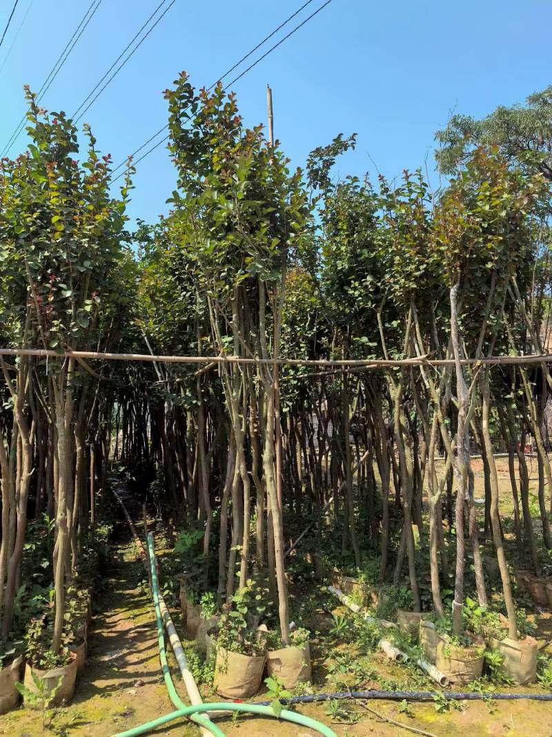小叶紫薇3-8公分出售