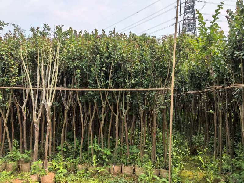 小叶紫薇3-8公分出售