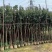 小叶紫薇3-8公分出售