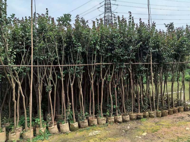 小叶紫薇3-8公分出售