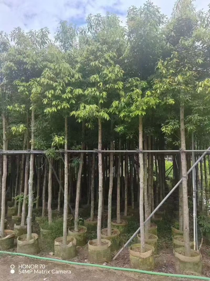 金丝楠木5-8公分出售