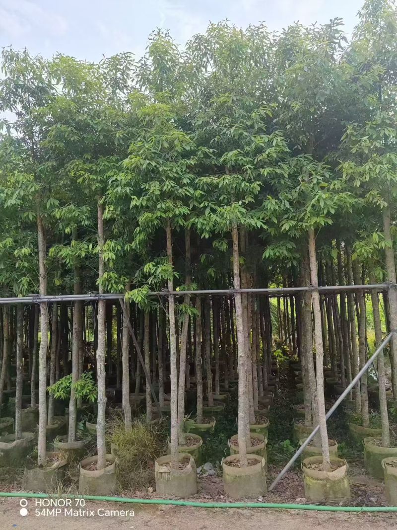 金丝楠木5-8公分出售