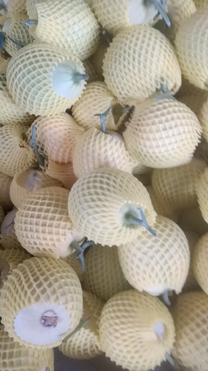 河南内黄冰糖子甜瓜大量上市，货源充足，直供电商，商超。