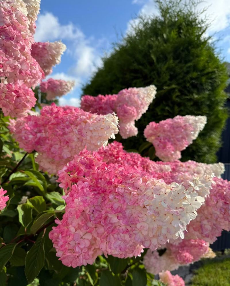 草莓圣代绣球