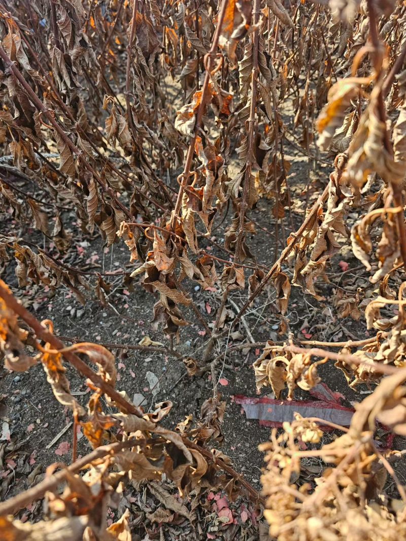 草莓圣代绣球