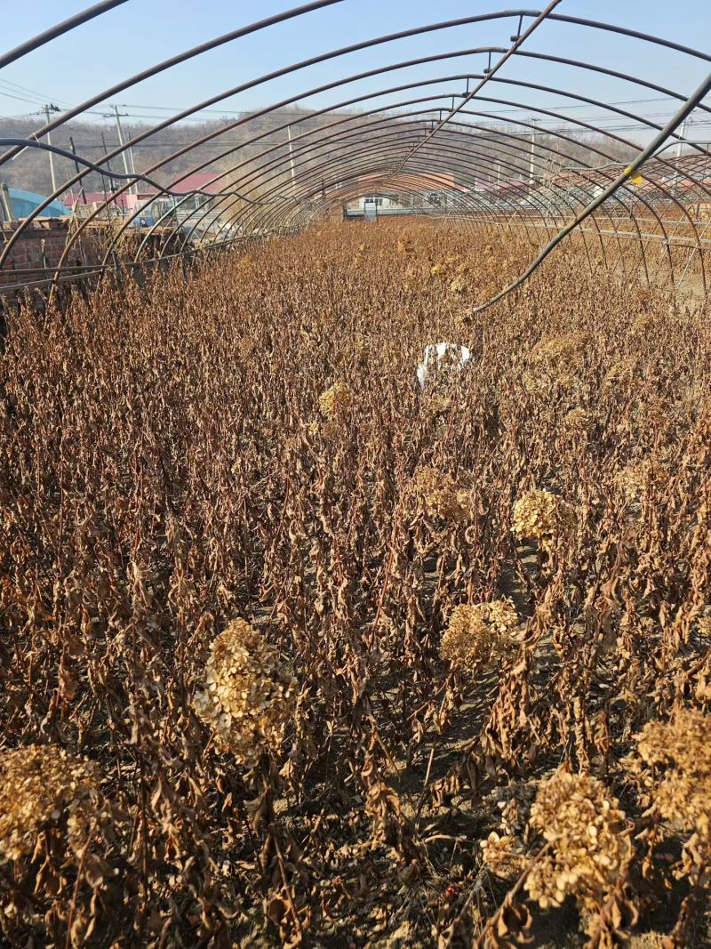 草莓圣代绣球
